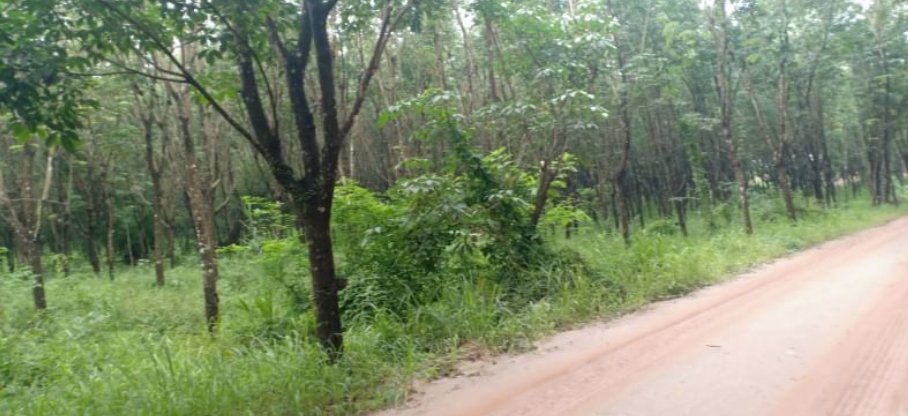 ขายที่สวนยางพารา-และสวนปาล์มอายุ-15ปี-45ไร่