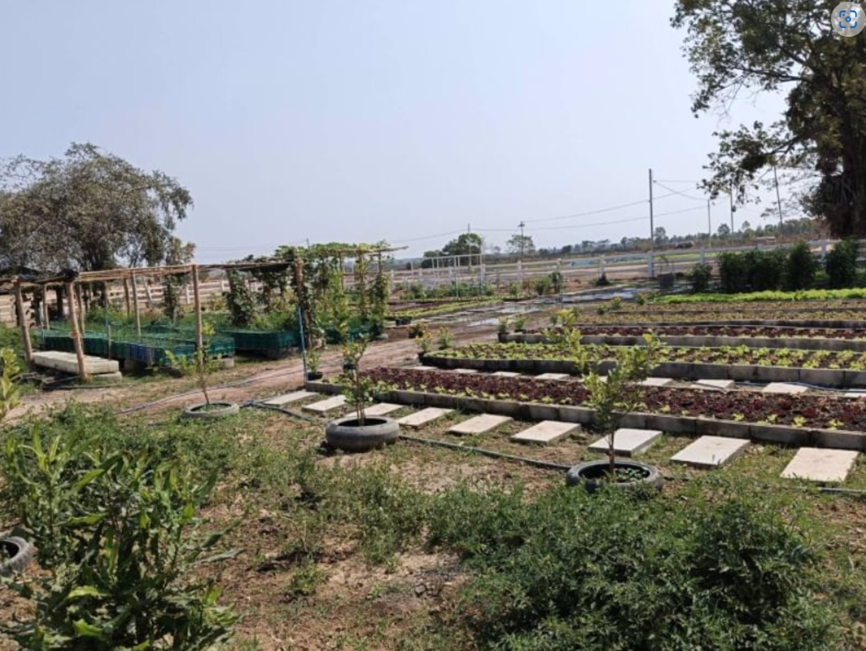 ขายที่ดินติดคาร์เฟ่ฟาร์ม-เนื้อที่-1ไร่-3-งาน