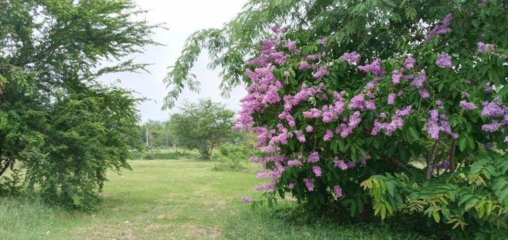 ที่ดินแบ่งแปลงย่อยขาย-ตำบลรางบัว-อำเภอจอมบึง-จราชบุรี