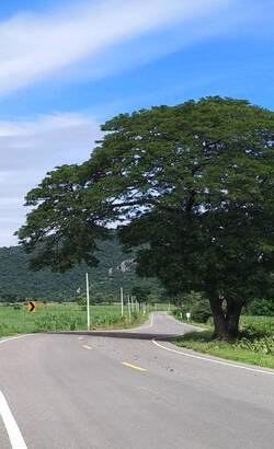 ขายที่ดิน-ติดถนนลาดยาง-วิวภูเขา-น้ำไม่ท่วม-ตพระนอน-อเมืองนครสวรรค์
