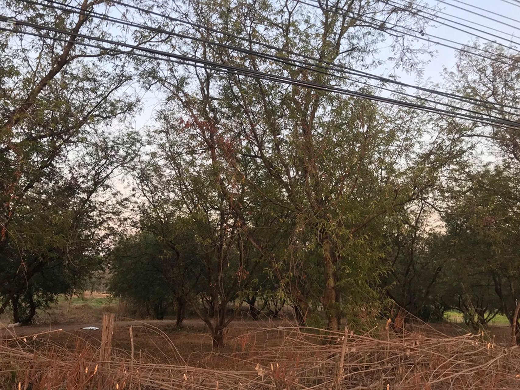 ขายด่วน-ที่ดิน-เพชรบูรณ์-น่าลงทุน-จำนวน-40-ไร่-3-งาน-8410-ตรว-ติดถนนหลัก-สระบุรี-หล่มสัก