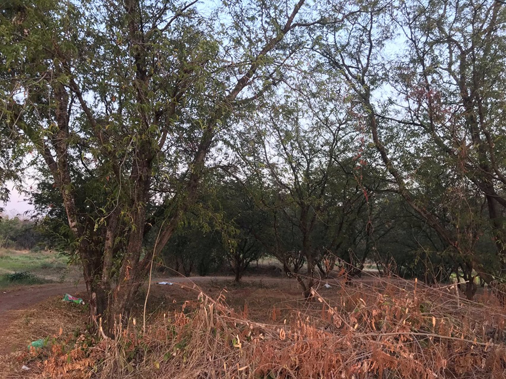 ขายด่วน-ที่ดิน-เพชรบูรณ์-น่าลงทุน-จำนวน-40-ไร่-3-งาน-8410-ตรว-ติดถนนหลัก-สระบุรี-หล่มสัก