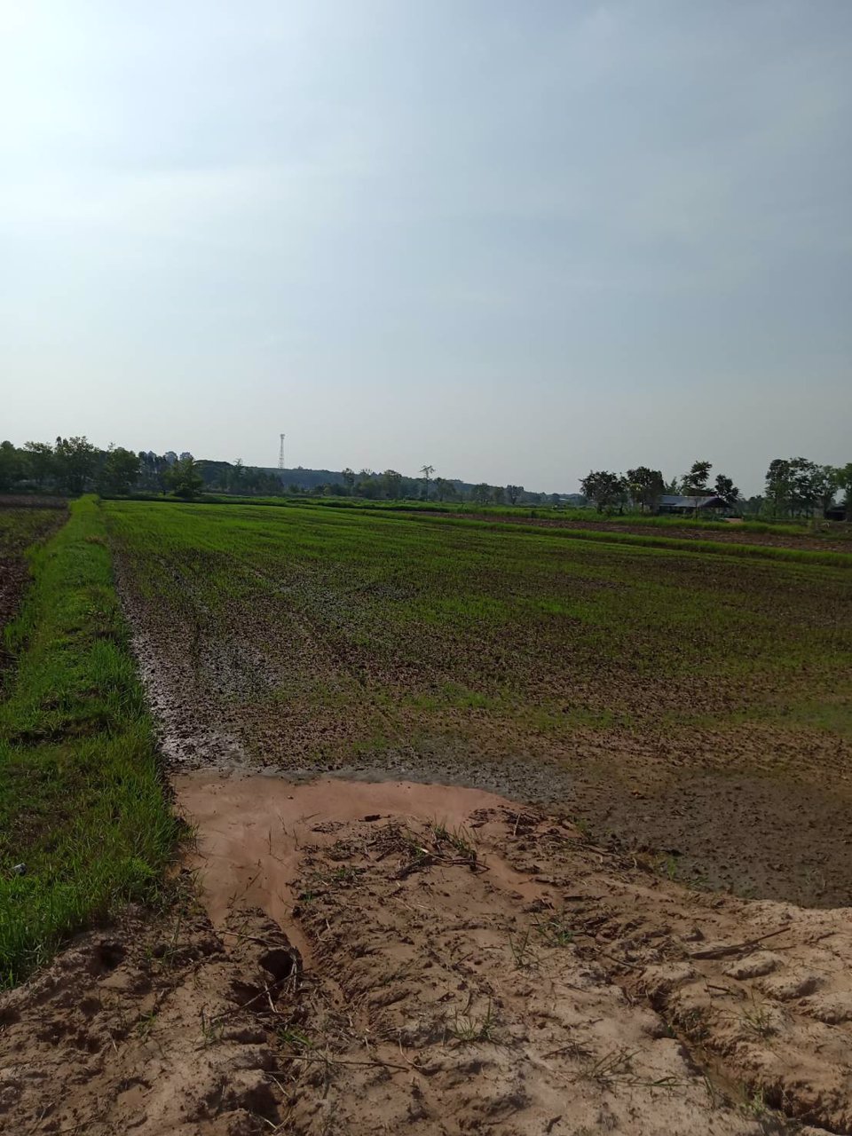 เจ้าของขายเอง-ขายที่ดิน-3-ไร่-36-ตารางวา-บ้านนาบ่อ-ตปลาโหล-อวาริชภูมิ-จสกลนคร