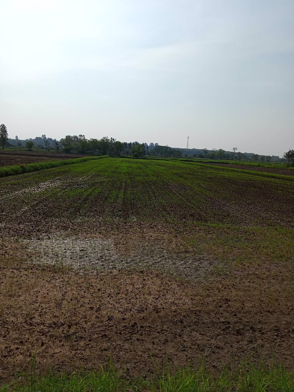 เจ้าของขายเอง-ขายที่ดิน-3-ไร่-36-ตารางวา-บ้านนาบ่อ-ตปลาโหล-อวาริชภูมิ-จสกลนคร