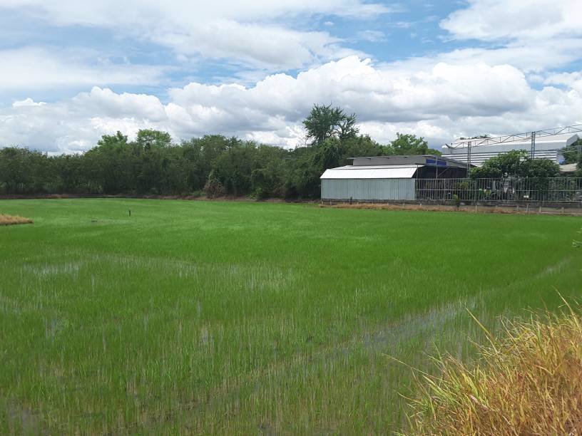 ที่ดิน 308 ตรวา-พุทธมณฑลสาย5 ซอยบางกระทึก10-ซอยบุญฝ้าย-นครปฐม