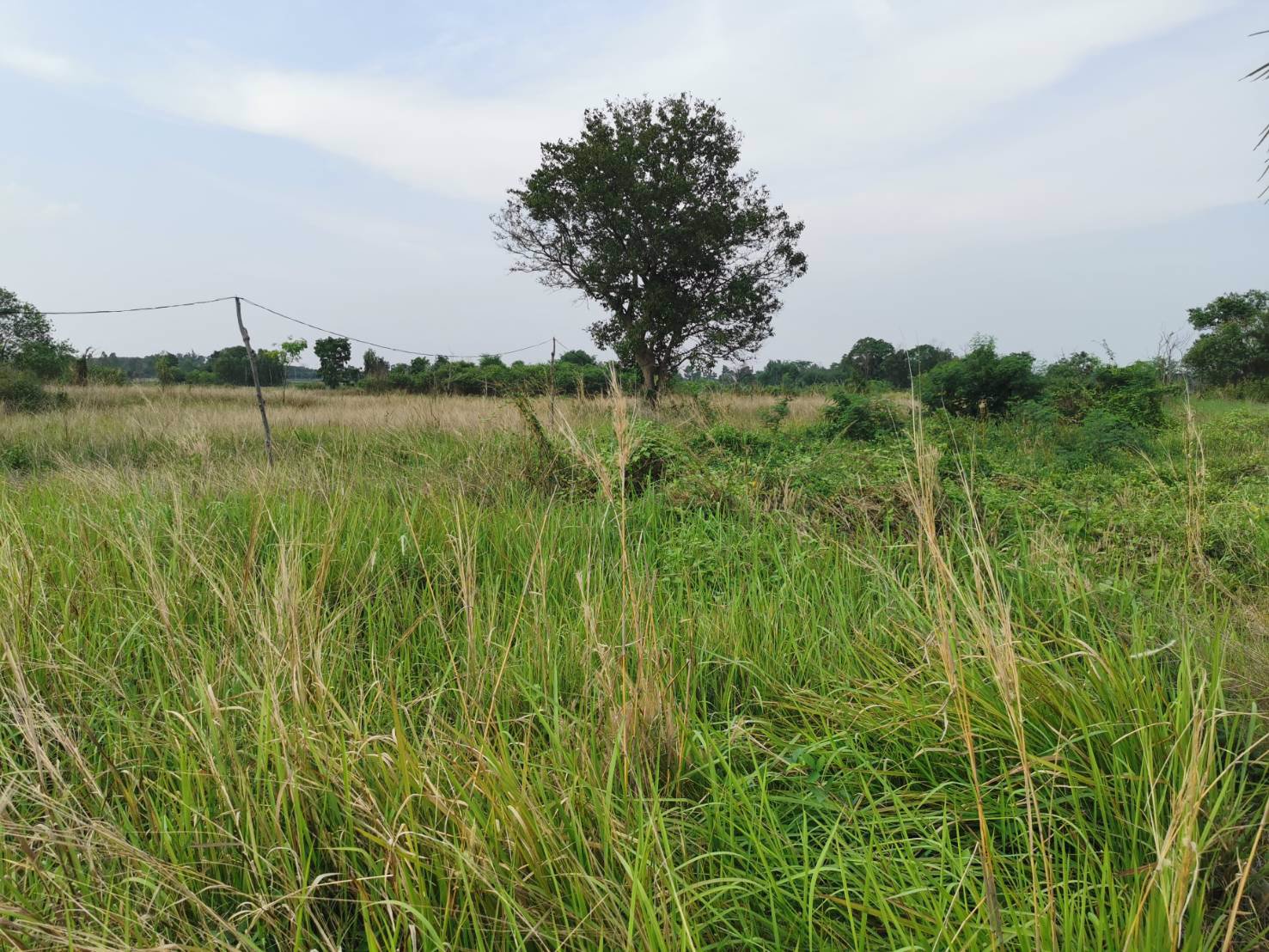 ขายที่ดินสวย-ติดถนนใหญ่-อำเภอบ้านผือ-จังหวัดอุดรธานี