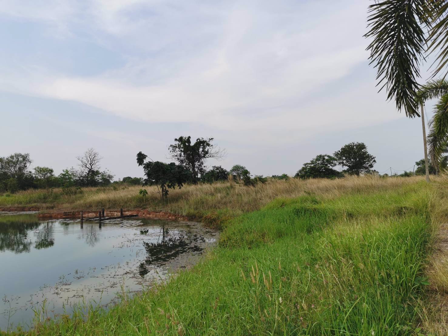 ขายที่ดินสวย-ติดถนนใหญ่-อำเภอบ้านผือ-จังหวัดอุดรธานี