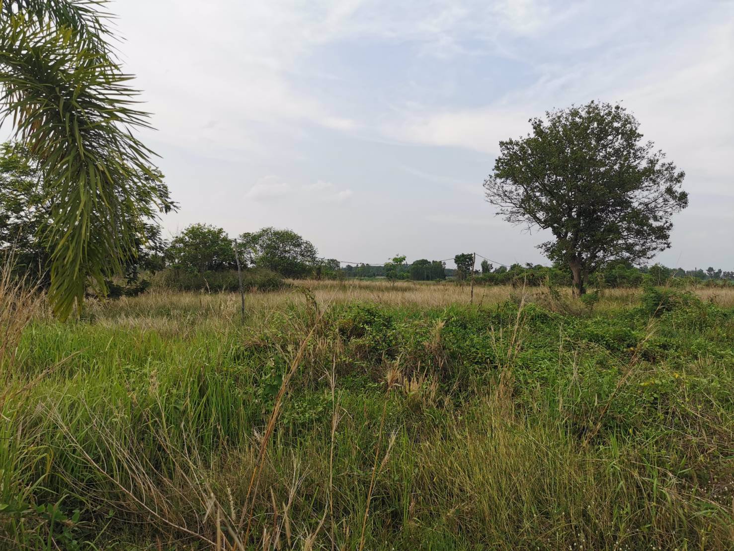 ขายที่ดินสวย-ติดถนนใหญ่-อำเภอบ้านผือ-จังหวัดอุดรธานี