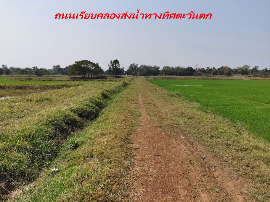 ขายที่ดิน-เนื้อที่-20-ไร่-กว่า-เป็นที่นา-แปลงเกษตร-อำเภอ-ท่าบ่อ-จังหวัด-หนองคาย