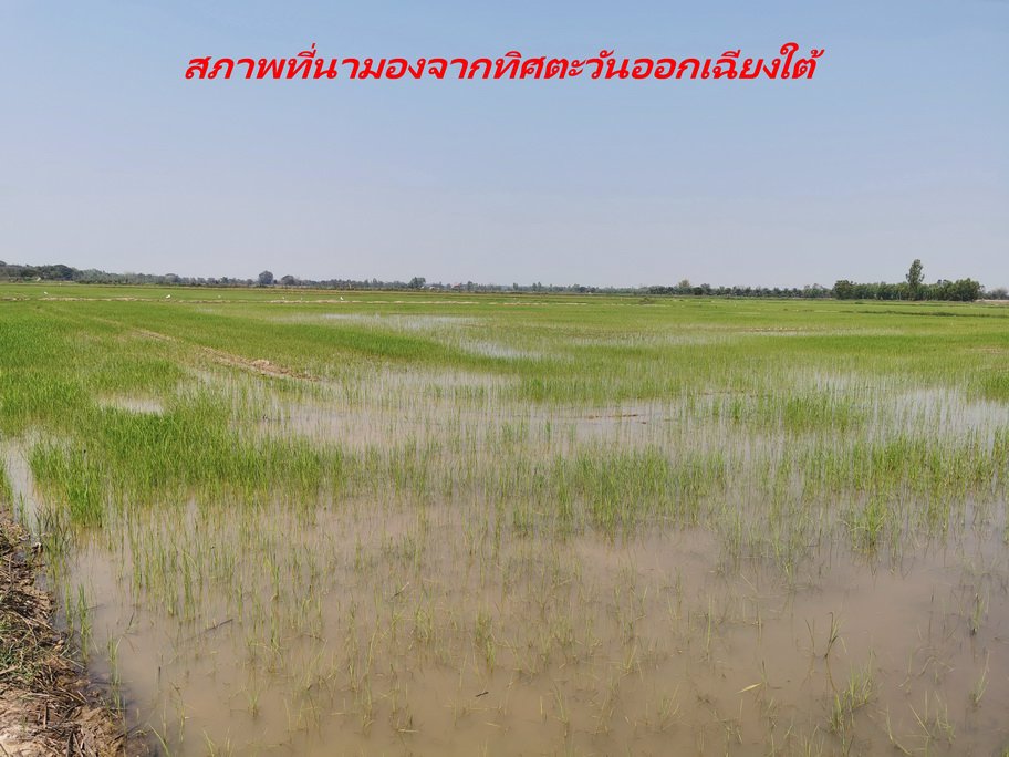 ขายที่ดิน-เนื้อที่-20-ไร่-กว่า-เป็นที่นา-แปลงเกษตร-อำเภอ-ท่าบ่อ-จังหวัด-หนองคาย