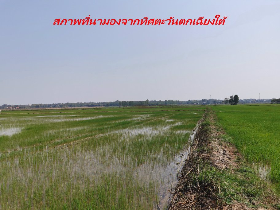 ขายที่ดิน-เนื้อที่-20-ไร่-กว่า-เป็นที่นา-แปลงเกษตร-อำเภอ-ท่าบ่อ-จังหวัด-หนองคาย