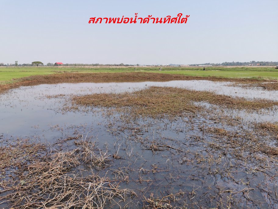 ขายที่ดิน-เนื้อที่-20-ไร่-กว่า-เป็นที่นา-แปลงเกษตร-อำเภอ-ท่าบ่อ-จังหวัด-หนองคาย