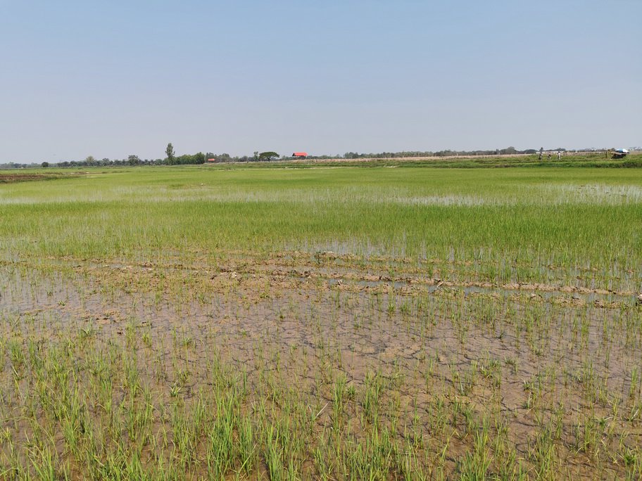 ขายที่ดิน-เนื้อที่-20-ไร่-กว่า-เป็นที่นา-แปลงเกษตร-อำเภอ-ท่าบ่อ-จังหวัด-หนองคาย