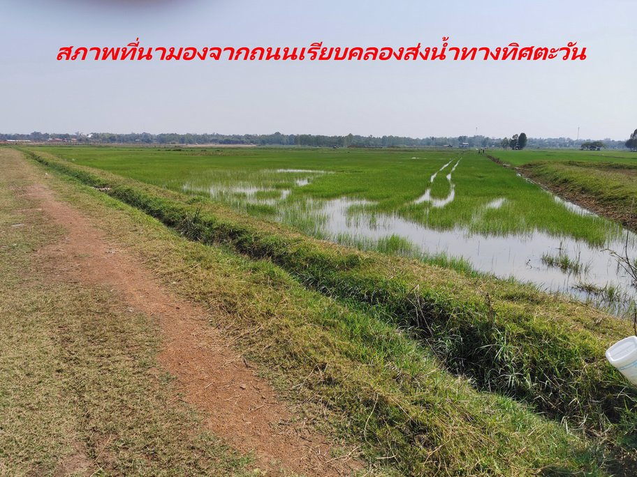 ขายที่ดิน-เนื้อที่-20-ไร่-กว่า-เป็นที่นา-แปลงเกษตร-อำเภอ-ท่าบ่อ-จังหวัด-หนองคาย