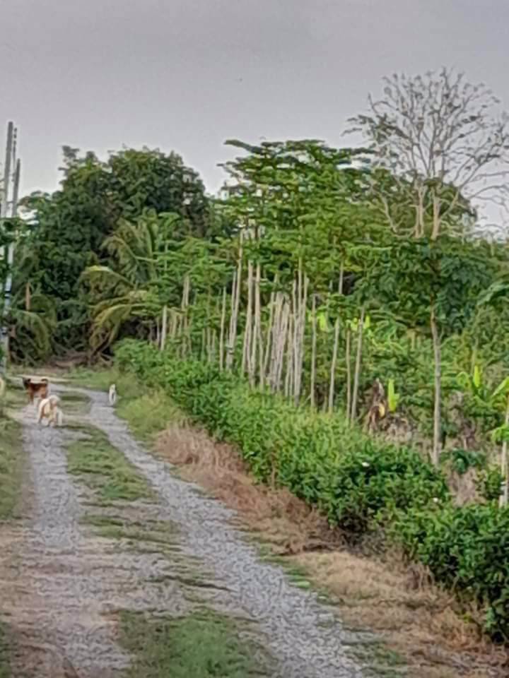 สนใจเป็นเจ้าของที่ดินในตัวเมืองพิษณุโลก-สอบถามได้นะคะ
