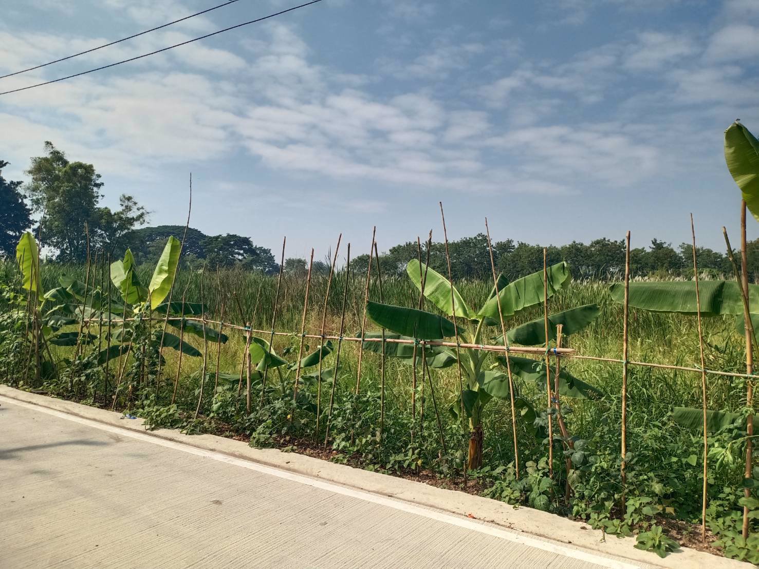 ขายด่วน-ที่ดิน-1-ไร่-ติดถนนรังสิตนครนายก-คลอง-8