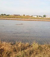 ขายที่ดินเปล่าในถนนลำลูกกาคลอง-9-จังหวัดปทุมธานี