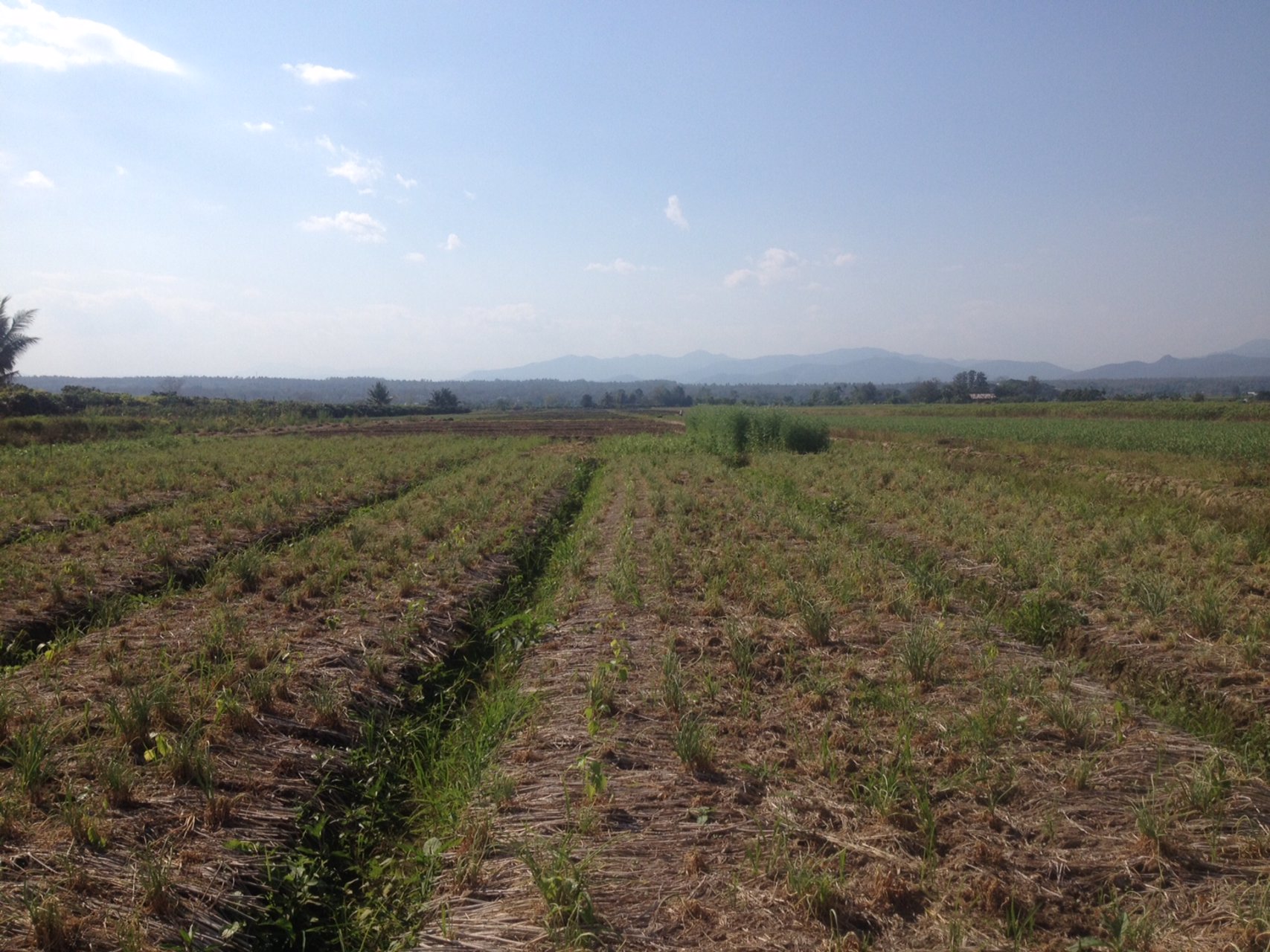 ขายที่ดินแปลงสวย-22-ไร่-2-งาน-81-ตารางวา-อำเภอแม่แตง-จังหวัดเชียงใหม่