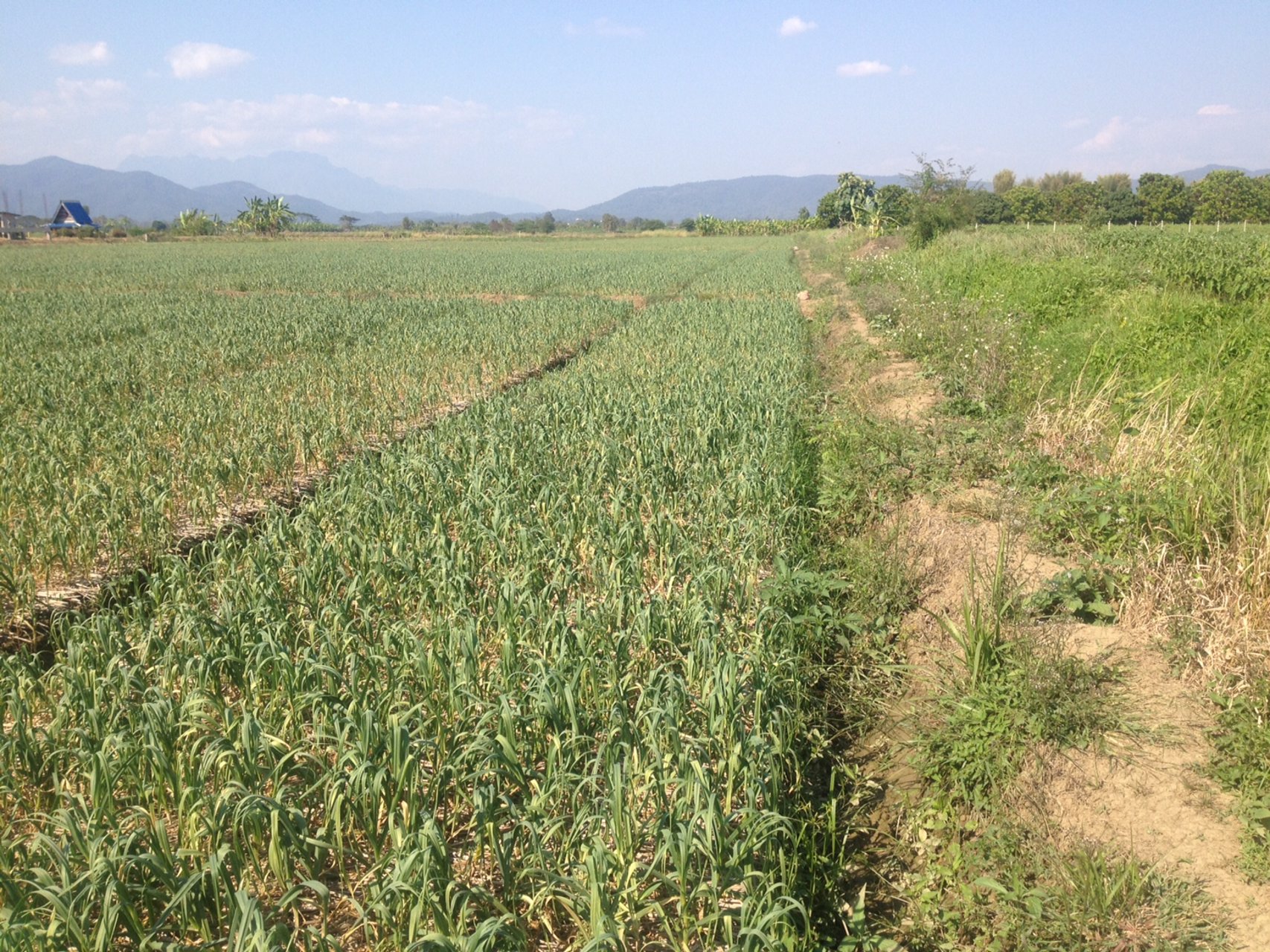 ขายที่ดินแปลงสวย-22-ไร่-2-งาน-81-ตารางวา-อำเภอแม่แตง-จังหวัดเชียงใหม่