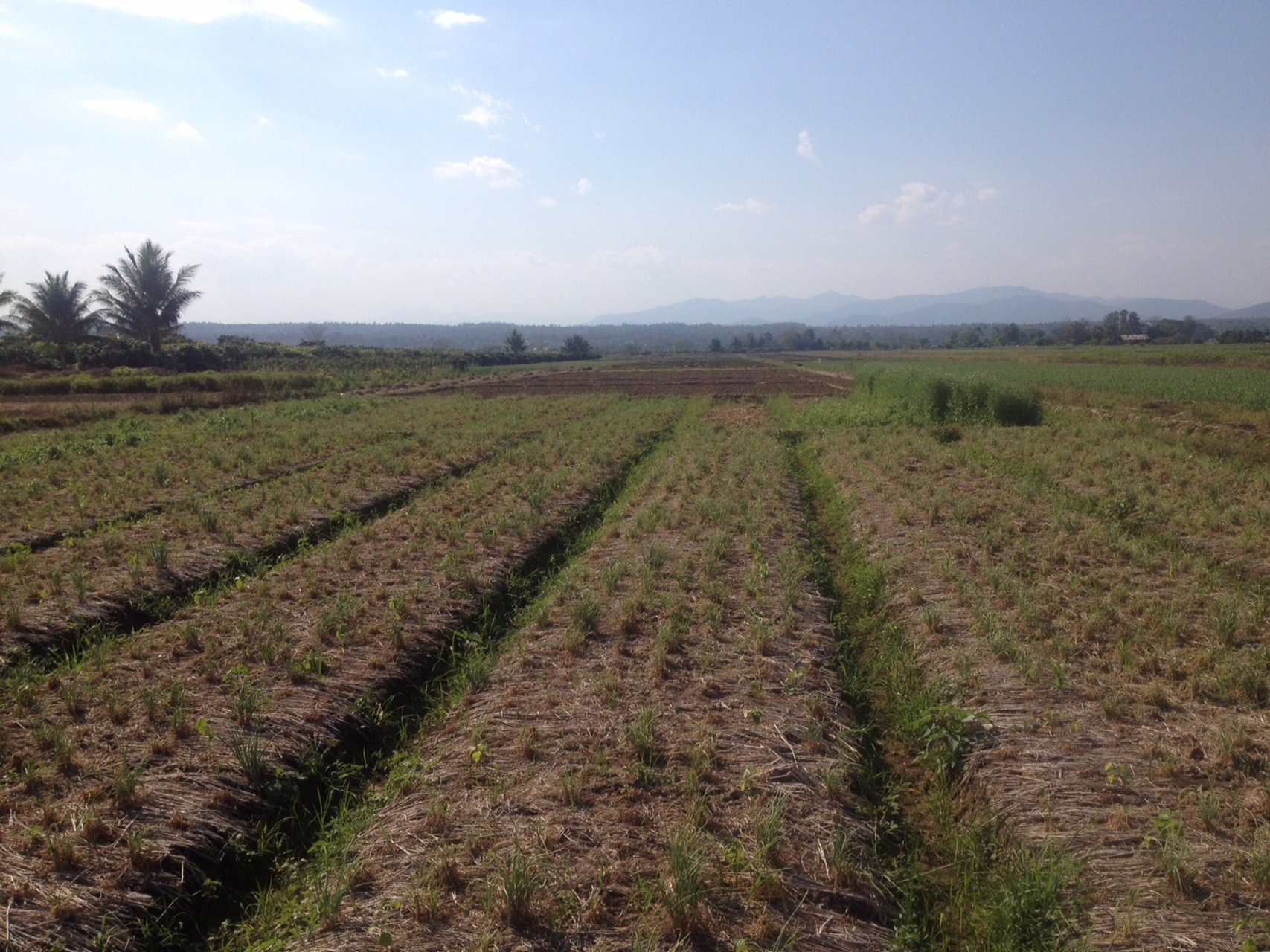 ขายที่ดินแปลงสวย-22-ไร่-2-งาน-81-ตารางวา-อำเภอแม่แตง-จังหวัดเชียงใหม่