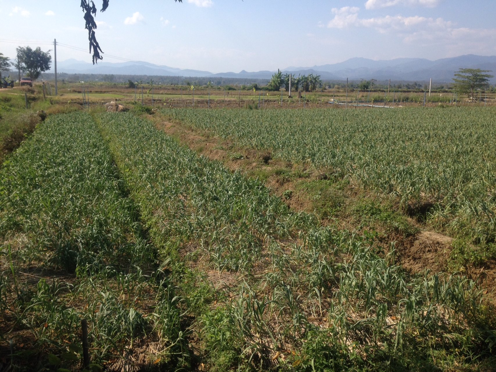 ขายที่ดินแปลงสวย-22-ไร่-2-งาน-81-ตารางวา-อำเภอแม่แตง-จังหวัดเชียงใหม่