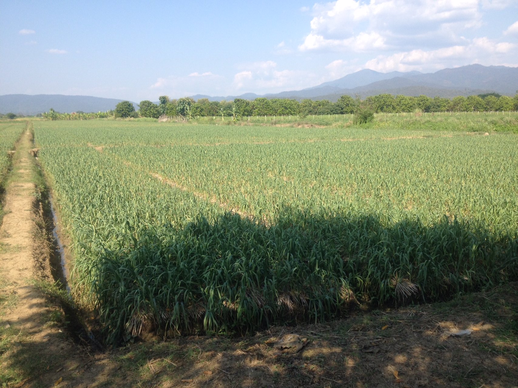 ขายที่ดินแปลงสวย-22-ไร่-2-งาน-81-ตารางวา-อำเภอแม่แตง-จังหวัดเชียงใหม่