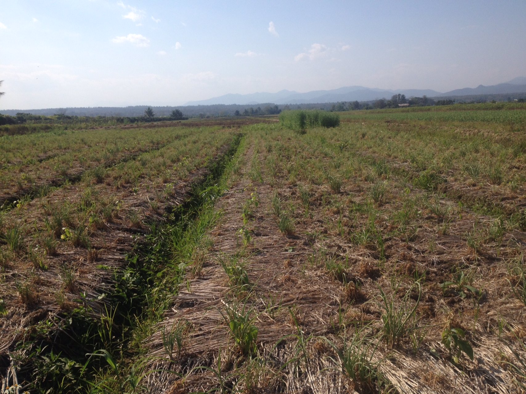 ขายที่ดินแปลงสวย-22-ไร่-2-งาน-81-ตารางวา-อำเภอแม่แตง-จังหวัดเชียงใหม่