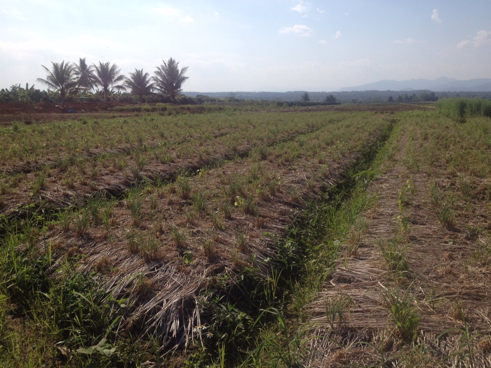 ขายที่ดินแปลงสวย-22-ไร่-2-งาน-81-ตารางวา-อำเภอแม่แตง-จังหวัดเชียงใหม่