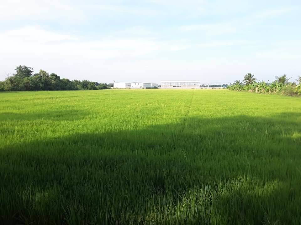 ขาย-ที่ดินเปล่า-ขนาด-11-ไร่-12-ตรว-สามโคก-ปทุมธานี-ใกล้ตลาดโรงเกลือท้ายเกาะ