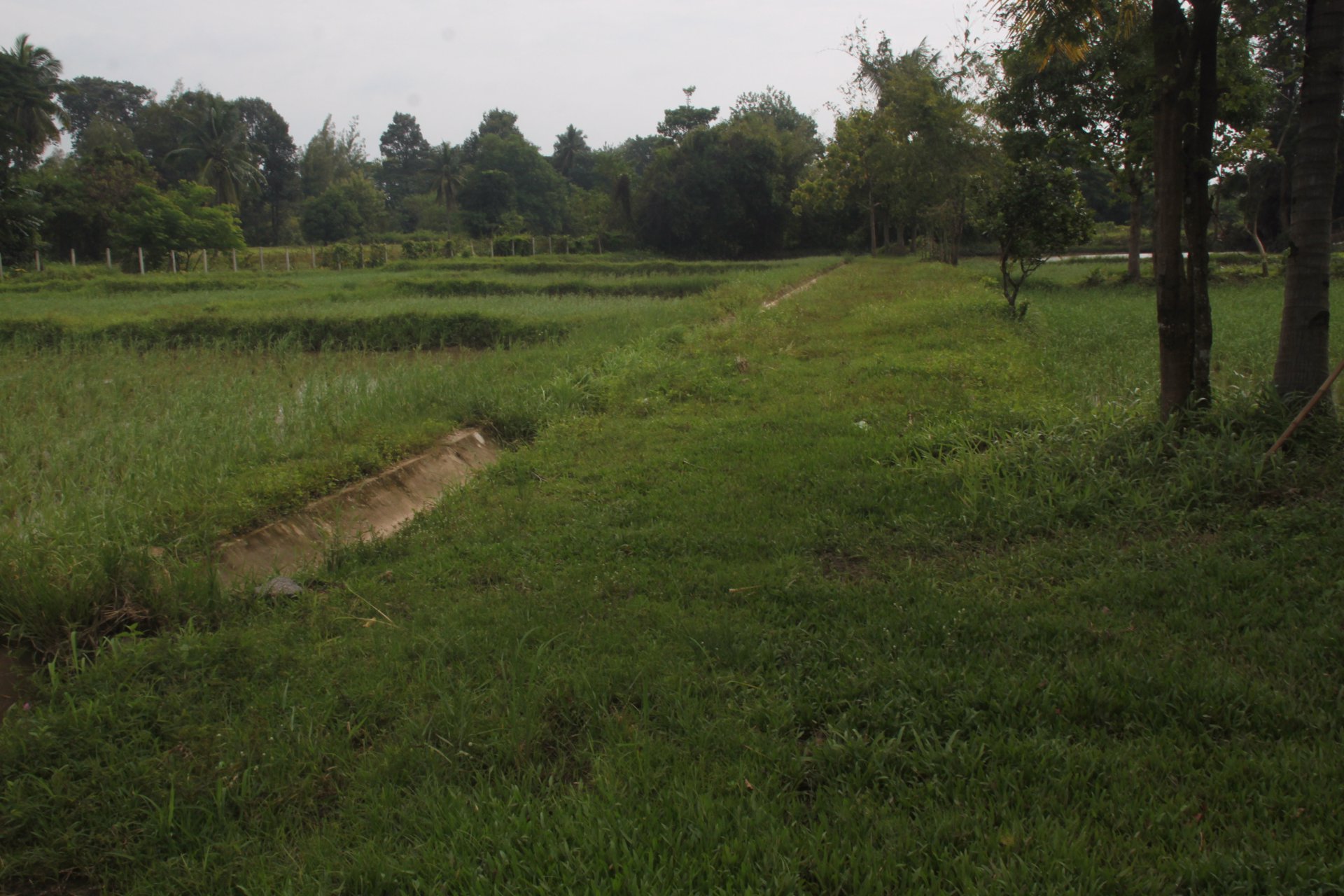 ขายี่ดิน-5ไร่-3งาน-87ตารางวา-เมือง-สกลนคร