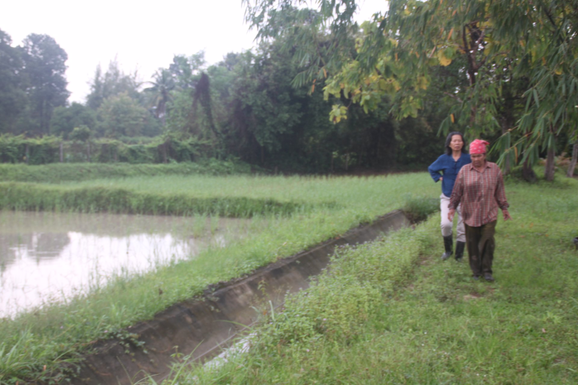 ขายี่ดิน-5ไร่-3งาน-87ตารางวา-เมือง-สกลนคร