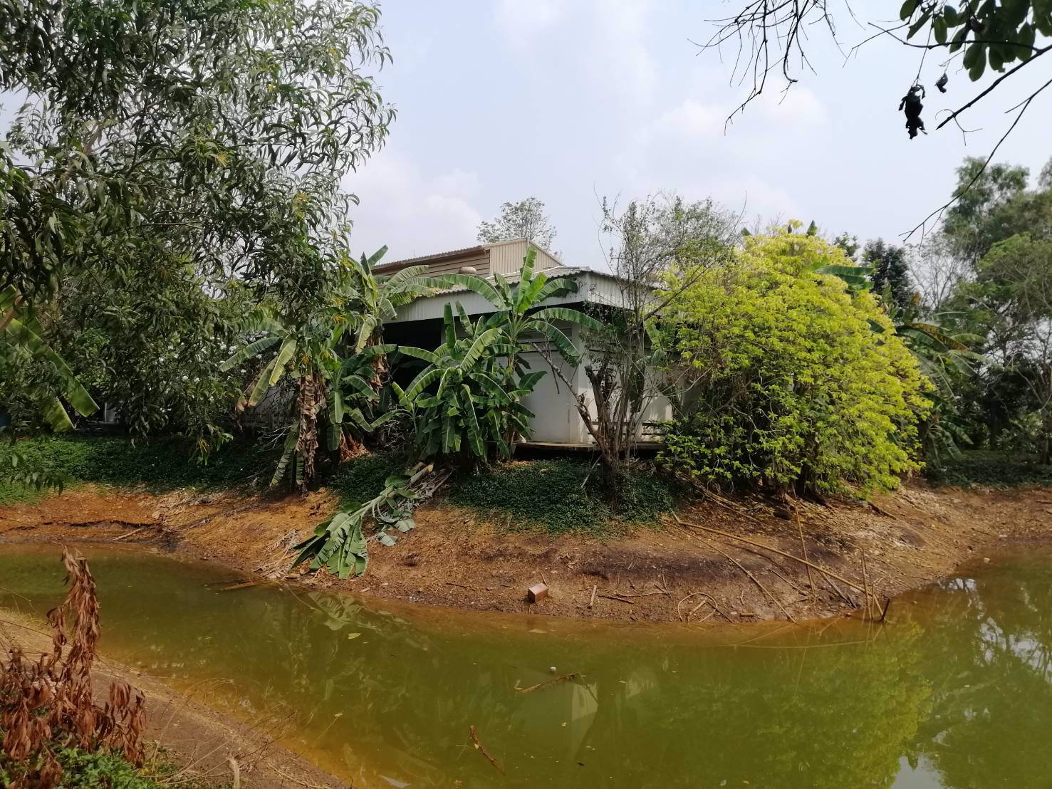 ให้เช่าโกดัง-โรงงาน-รังสิต-นครนายกคลอง-14-เนื้อที่-6-ไร่-มีอาคาร-3-หลัง-เหมาะทำโรงงานและเก็บสินค้า