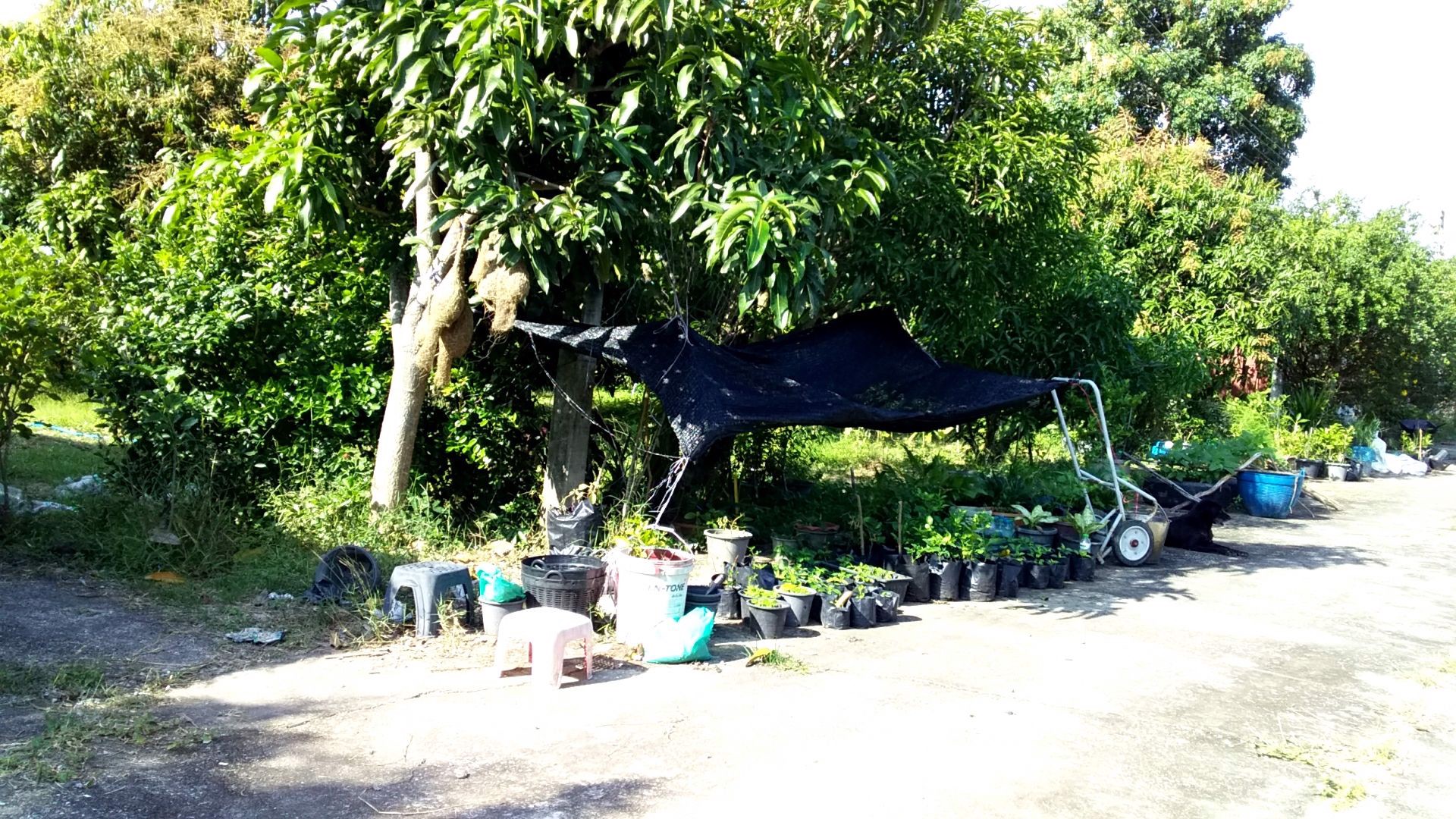 ขายที่ดินชะอำพร้อมสิ่งปลูกสร้าง-ทางลัดเข้าหาดชะอำ