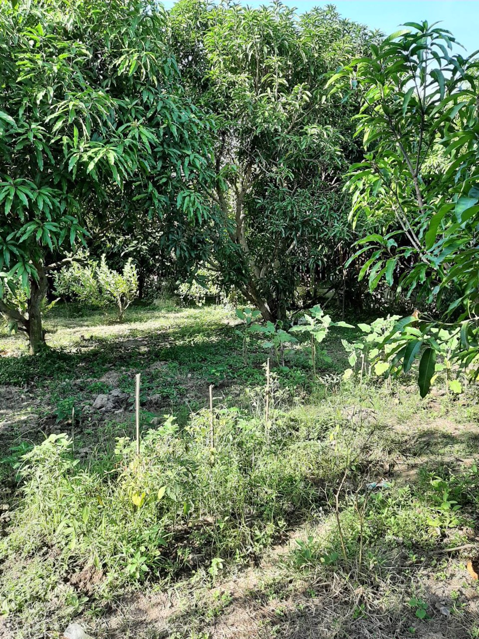 ขายที่ดินชะอำพร้อมสิ่งปลูกสร้าง-ทางลัดเข้าหาดชะอำ