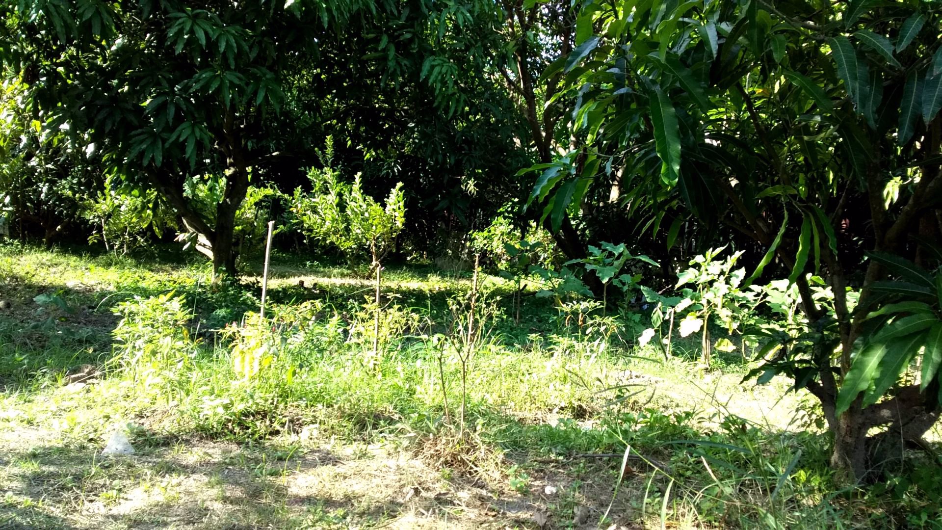 ประกาศขายที่ดินชะอำ-เส้นรทางลัดเขเาหาดชะอำ