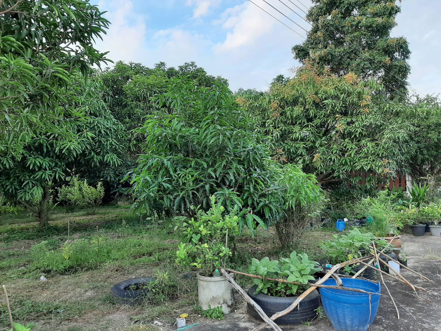 ประกาศขายที่ดินชะอำ-เส้นรทางลัดเขเาหาดชะอำ