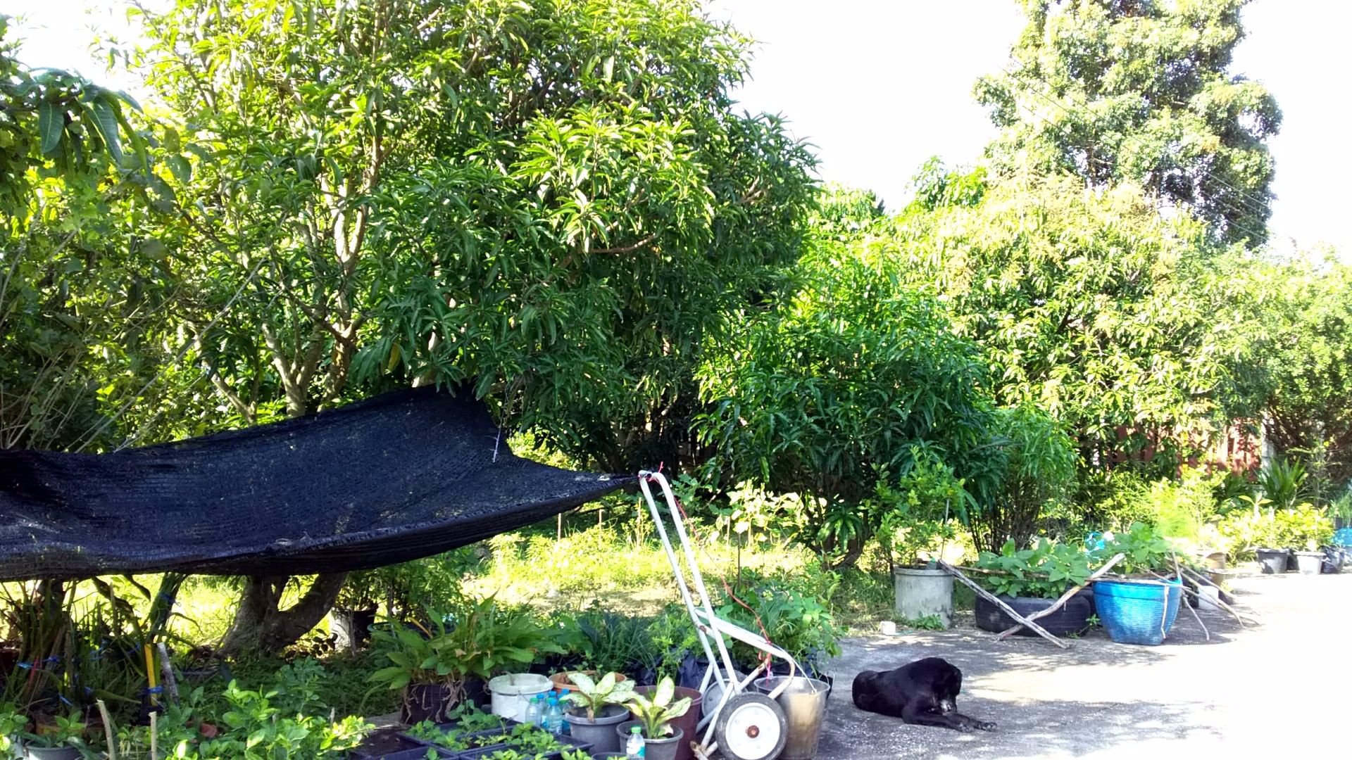 ประกาศขายที่ดินชะอำ-เส้นรทางลัดเขเาหาดชะอำ