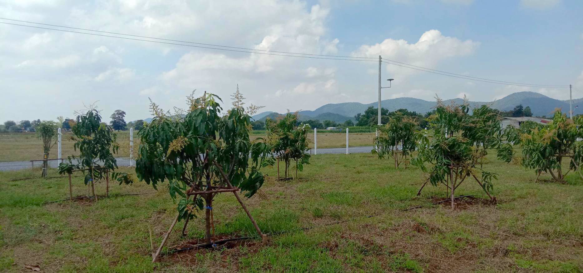 ราคาพิเศษ-ส่งท้ายปี-ราคาพิเศษมาก-ลดแปลงละ-50000-