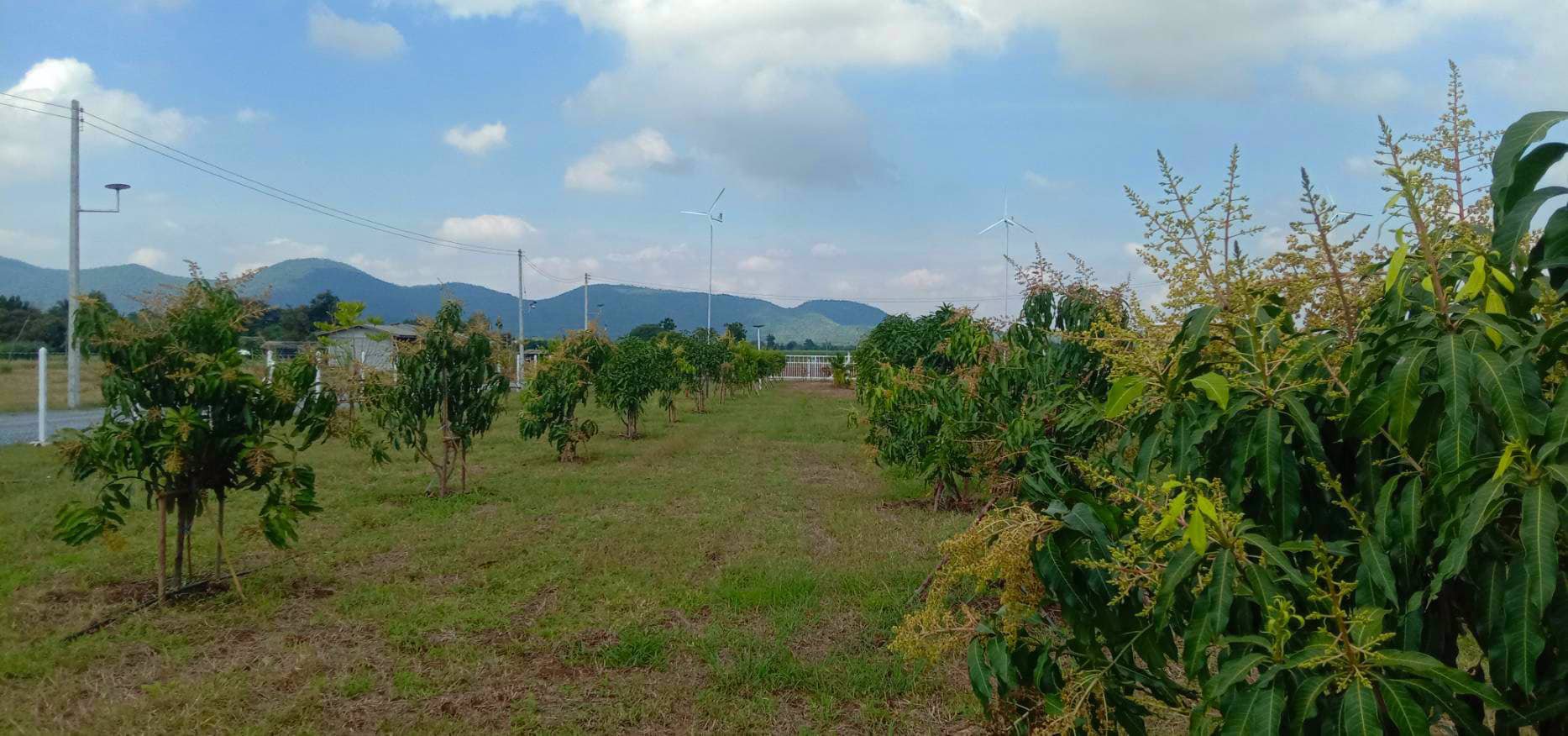 ราคาพิเศษ-ส่งท้ายปี-ราคาพิเศษมาก-ลดแปลงละ-50000-