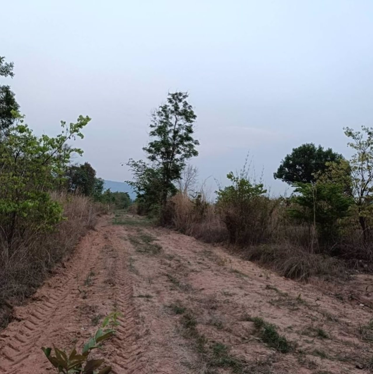 ขายที่ดินทำโคกหนองนา-10ไร่-ใกล้ชุมชนบ้านนาจาน