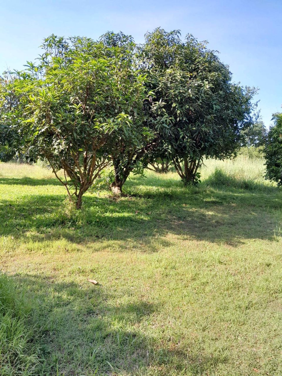 ขายสวนลำไย-พร้อมบ้าน-เนื้อที่-2ไร่-3งาน-33-ตรว