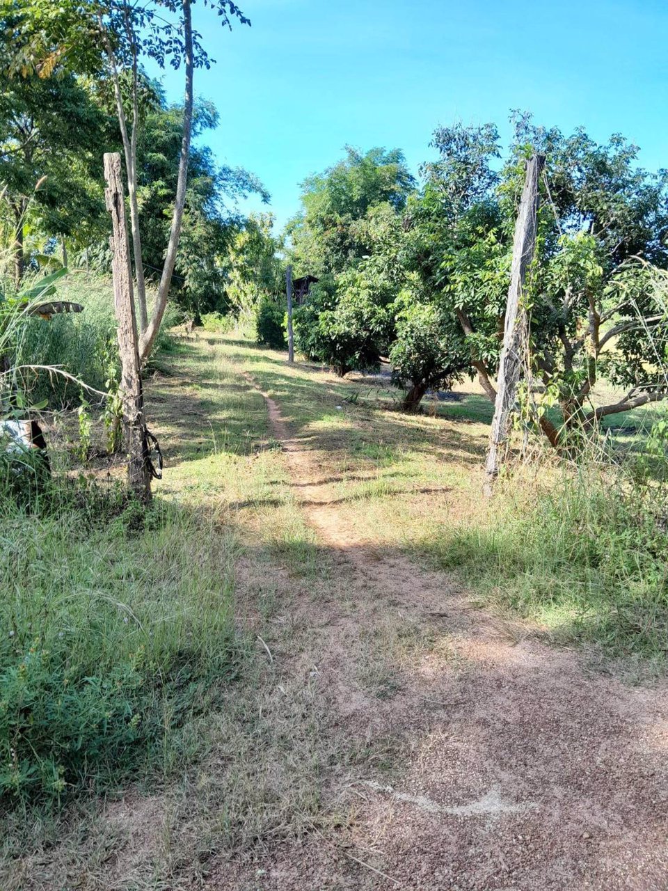 ขายสวนลำไย-พร้อมบ้าน-เนื้อที่-2ไร่-3งาน-33-ตรว