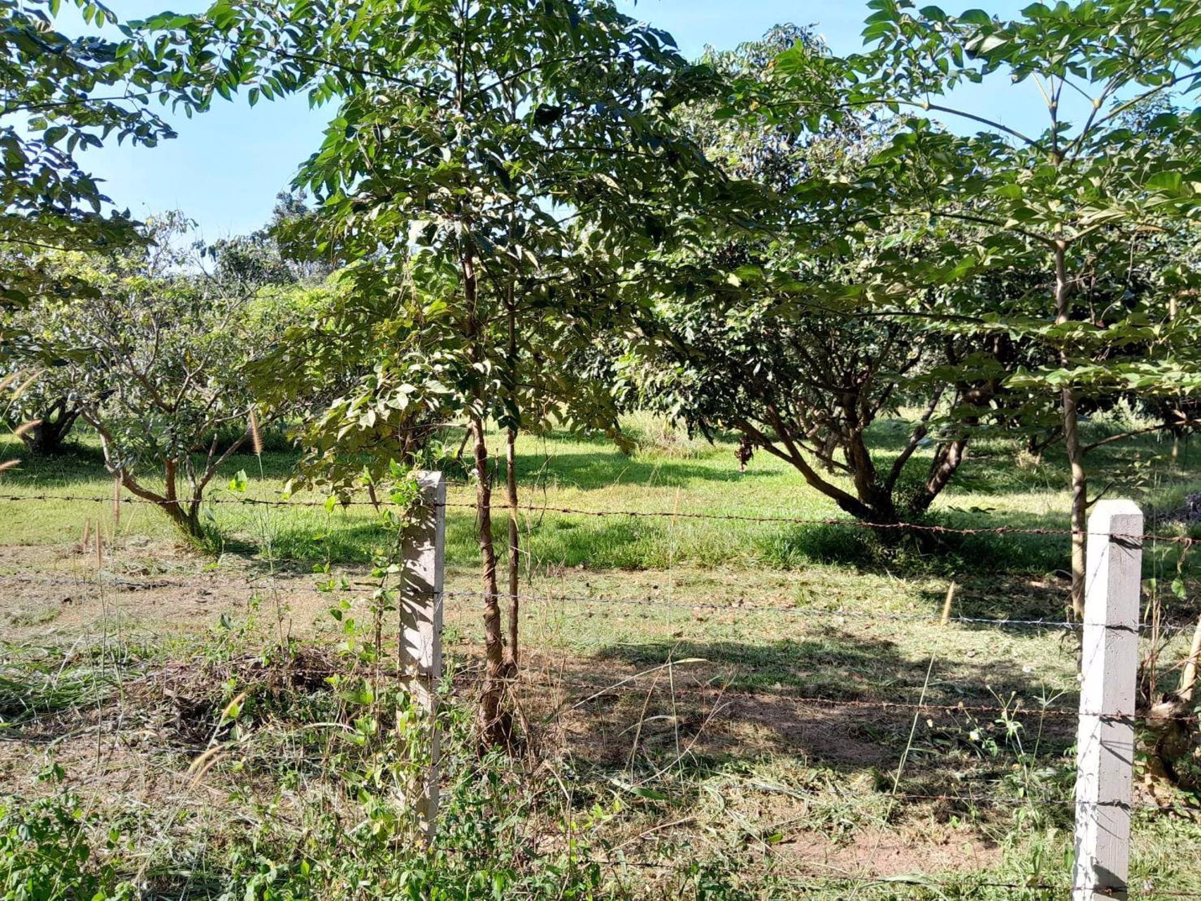 ขายสวนลำไย-พร้อมบ้าน-เนื้อที่-2ไร่-3งาน-33-ตรว