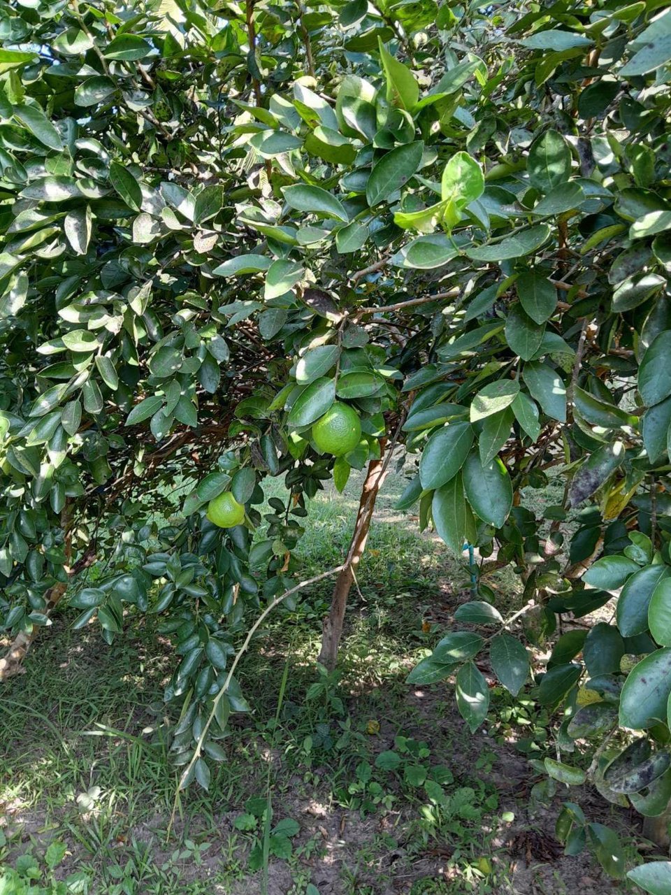 ขายสวนลำไย-พร้อมบ้าน-เนื้อที่-2ไร่-3งาน-33-ตรว