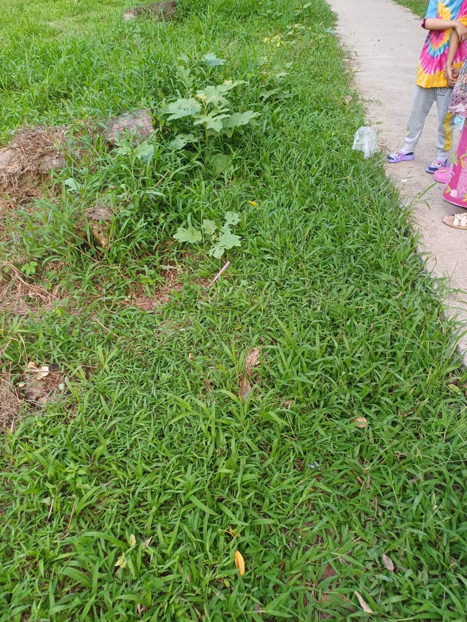 ขายที่ดิน-ติดถนนเส้นหลักยะรังมายอ