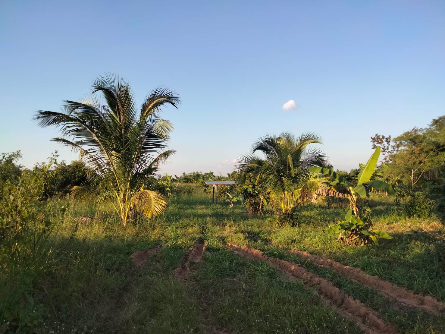 สวย-ถูก-ดี-ที่ดิน-ภบท5-จำนวน-15-ไร่-ขายราคาถูก