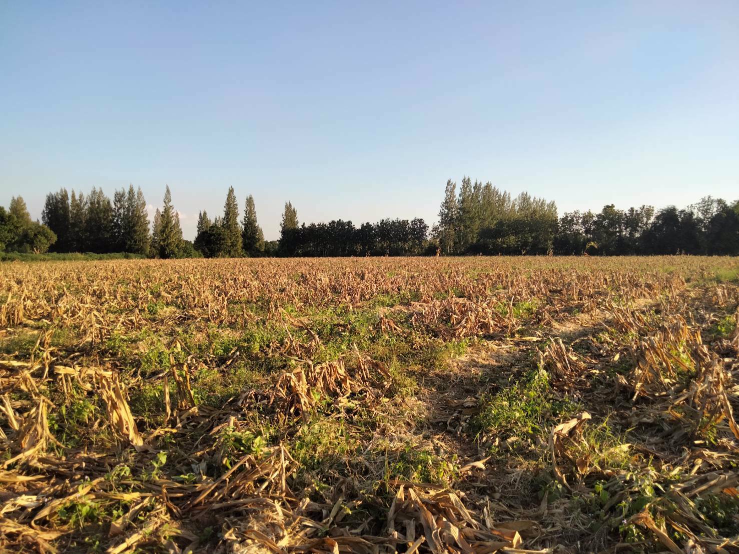 สวย-ถูก-ดี-ที่ดิน-ภบท5-จำนวน-15-ไร่-ขายราคาถูก