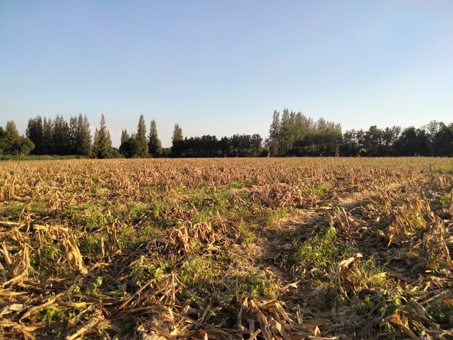 สวย-ถูก-ดี-ที่ดิน-ภบท5-จำนวน-15-ไร่-ขายราคาถูก