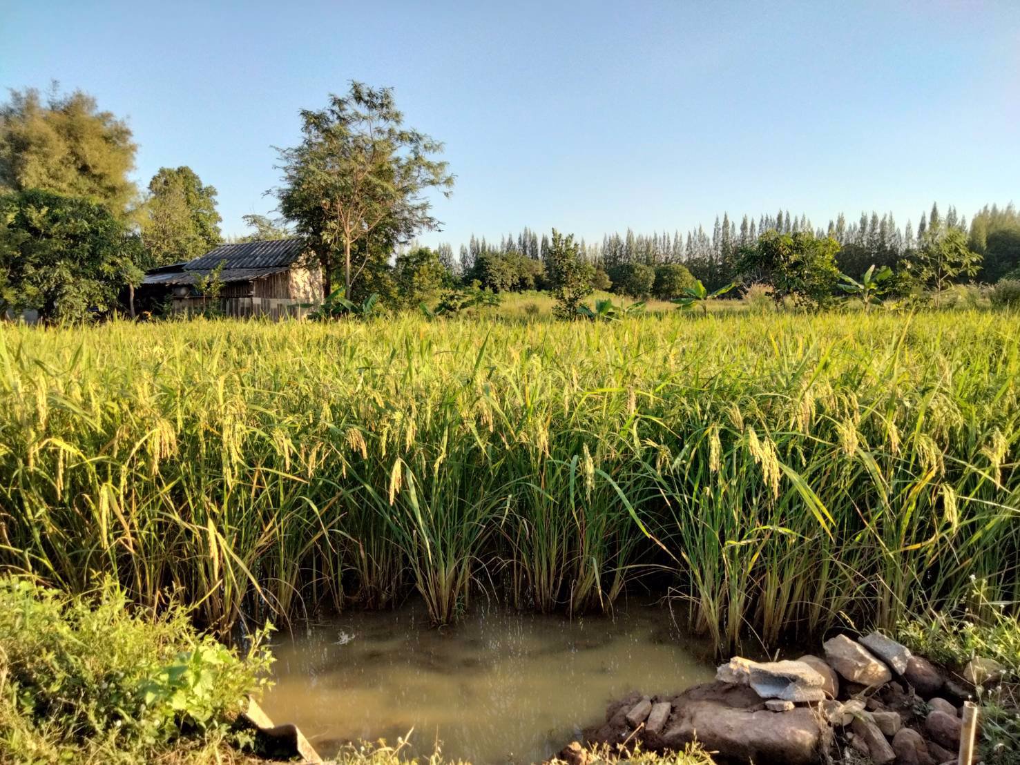 สวย-ถูก-ดี-ที่ดิน-ภบท5-จำนวน-15-ไร่-ขายราคาถูก