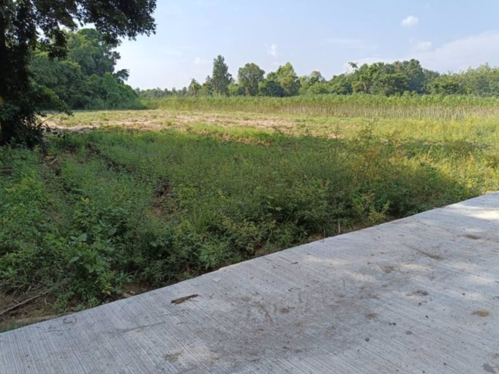 ขายที่ดิน-200ตรว-ติดถนนคอนกรีต-มีไฟฟ้า